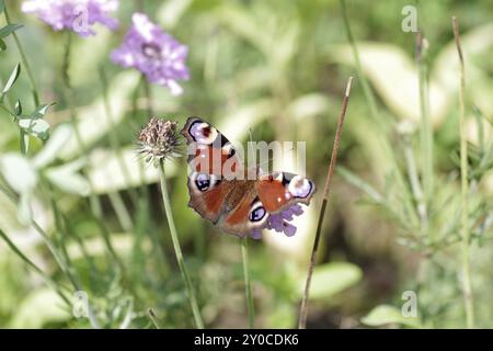 Europäischer Pfau (Aglais io), Schmetterling, Augentopf, bunt, Makro, der Pfauenfalter hat seine bunten Flügel ausgebreitet Stockfoto