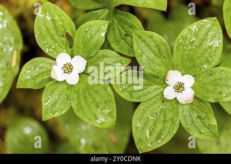 Bunchbeerblume, cornus canadensis. Foto auf dem Weg zu den Sol Duc Falls im Olympic National Park in Washington Stockfoto