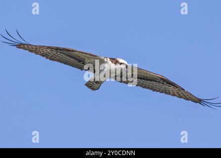 Ein Osprey schwingt in den Himmel mit weit ausgebreiteten Flügeln Stockfoto