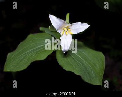 Ein Nahfoto einer weißen Trilliumblume auf dem Waldboden in Nord-Idaho Stockfoto