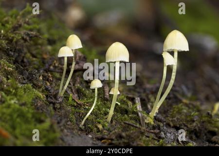 Ein Nahfoto von kleinen Pilzen auf umgestürzten Baumstämmen in einem Wald Stockfoto