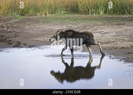 Ein weiblicher Elch befindet sich in einem kleinen, austrocknenden Teich im Turnbull Wildlife Refuge bei Cheney, Washington Stockfoto