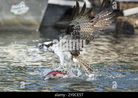 Ein wunderschöner Fischadler fliegt vom Wasser weg, nachdem er gerade einen Lachs im Hayden Lake in Hayden, Idaho, USA, gefangen hat Stockfoto