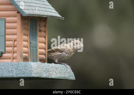 Ein niedlicher Gesangspatzen sitzt auf einem Vogelfutterhäuschen im Norden Idahos Stockfoto