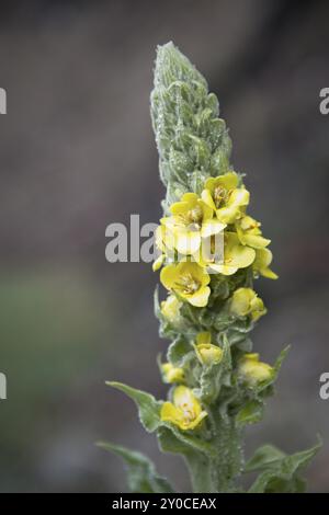 Eine Nahaufnahme der kleinen gelben Blüten am Stiel einer gewöhnlichen Mullein-Pflanze in Hauser, Idaho Stockfoto