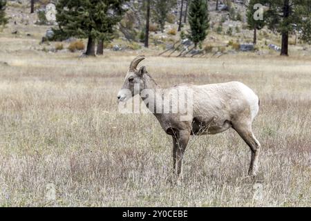 Ein Dickhornschaf steht auf einem grasbewachsenen Feld am highway 200 westlich von Thompson Falls, Montana Stockfoto