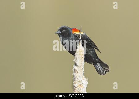 Eine männliche rotgeflügelte Amsel steht auf einer Katzenschwanz-Pflanze in der Nähe von Cheney, Washington Stockfoto