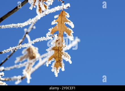 Frostbedeckte Herbstblätter in Nord-Idaho Stockfoto