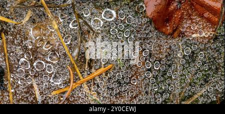 Spinnennetz voller kleiner Tautropfen auf dem Waldboden mit Kiefernnadeln und Herbstblättern Stockfoto