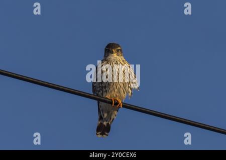 Der Merlin (Falco columbarius), Jungvogel. Ist eine kleine Falkenart. Naturszene aus Wisconsin. Kann Vögel fangen, die größer sind als sie selbst, aber hun Stockfoto