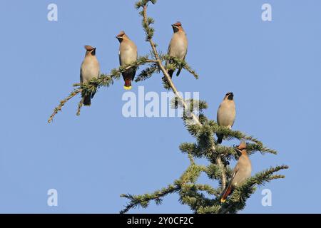 Böhmische Wachsflügel (Bombycilla garrulus), ja, Landkreis Bad Duerkheim, Rheinland-Pfalz, Bundesrepublik Deutschland Stockfoto