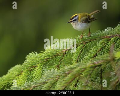 Goldcrest, Regulus Ignicapillus, Lude, Berggebiet, Lude, Steiermark, Slowenien, Europa Stockfoto