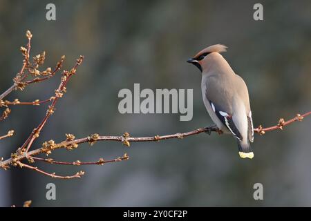 Böhmische Wachsflügel (Bombycilla garrulus), ja, Landkreis Bad Duerkheim, Rheinland-Pfalz, Bundesrepublik Deutschland Stockfoto