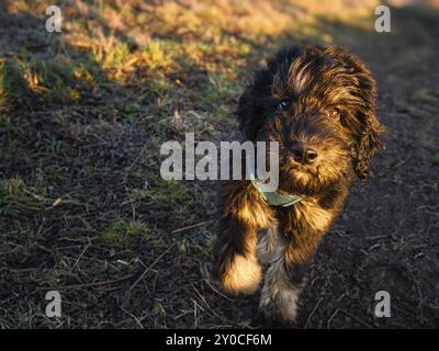 Goldendoodle-Welpe in der Farbe Schwarz und Braun. Hybridhund von der Kreuzung zwischen Golden Retriever und Pudel. Intimer Familienhund, was sehr Zuneigung ist Stockfoto