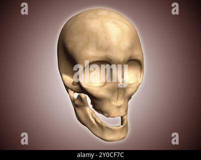 Konzeptuelles Bild des menschlichen Schädels, perspektivische Sicht Stockfoto