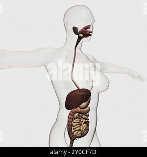 Medizinische Illustration des menschlichen Verdauungssystems, Mundhöhle, Ösophagus, Leber, Magen, Dickdarm, Dünndarm Stockfoto