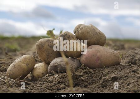 Neu gegraben Kartoffeln in einem Bio-Familie Bauernhof Feld, niedrigen Winkel Blick auf reiche braune Erde in einem Konzept des Lebensmittelanbaus Stockfoto