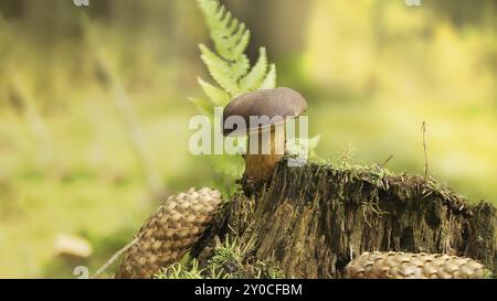 Imleria badia (Boletus badius) oder Bay Bolete Pilze, die auf einem grünen moosbedeckten Baumstumpf in der Nähe eines Fichtenkegels wachsen, mit niedrigem Blickwinkel, breiter Bannergröße Stockfoto