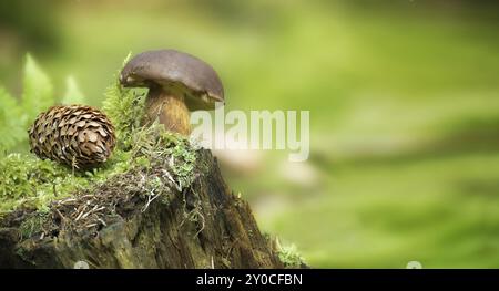 Imleria badia (Boletus badius) oder Bay Bolete Pilze, die auf einem grünen moosbedeckten Stumpf in einem niedrigen Blickwinkel wachsen, breites Banner mit Platz für Text Stockfoto