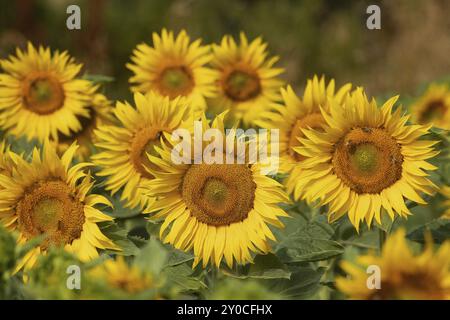 Sonnenblume ein paar gelbe offene Blumen nebeneinander Stockfoto