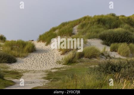 Sanddüne in der Nähe von Oerd, Ameland Island, Friesland, Niederlande Stockfoto