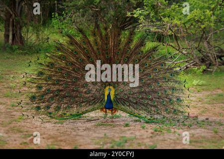 Indischer Pfauz (Pfau) Pavo cristatus großer asiatischer Vogel mit wunderschönem bunten Schwanz, wilder Vogel weit geöffnet Schwanz mit Hunderten von Augen und Krone auf t Stockfoto