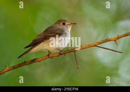 Asiatischer brauner Fliegenschnäpper Muscicapa dauurica kleiner insektenfressender Passerinvogel in Muscicapidae, Rassen in Japan, Sibirien und Himalaya, Winter in tropi Stockfoto