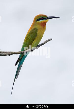 Blauschwanzbienenfresser Merops philippinus in der Nähe von Passvögeln in Meropidae, verteilt in Süd- und Südostasien, farbenfrohe Vogelzucht Kolonialzeit Stockfoto