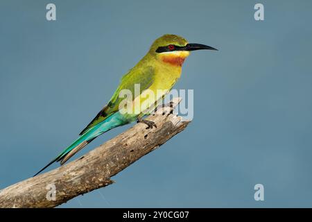 Blauschwanzbienenfresser Merops philippinus in der Nähe von Passvögeln in Meropidae, verteilt in Süd- und Südostasien, farbenfrohe Vogelzucht Kolonialzeit Stockfoto