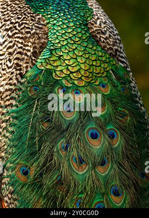 Indischer Pfauz (Pfau) Pavo cristatus großer asiatischer Vogel mit wunderschönem bunten Schwanz, wilder Vogel weit geöffnet Schwanz mit Hunderten von Augen und Krone auf t Stockfoto