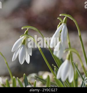 Schneetropfen im Frühjahr, Galanthus nivalis, Schneetropfen im Frühjahr Stockfoto