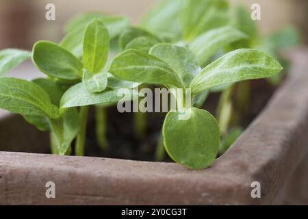 Junge Sonnenblumentriebe (Helianthus) Stockfoto