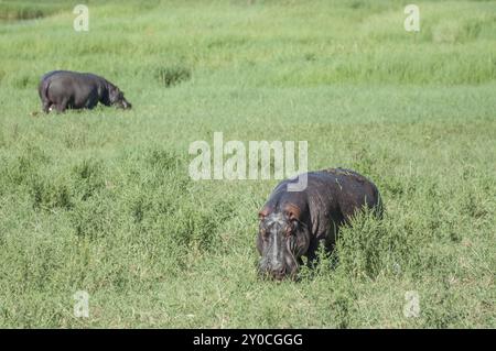 Zwei Nilpferde stehen und grasen in einem üppigen grünen Feld während eines bewölkten Tages im Moremi Game Reserve im Okavango Delta, Botswana, Afrika Stockfoto