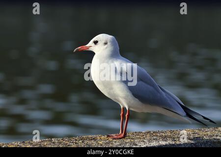 Eine einsame Möwe sitzt auf einem Stein Stockfoto