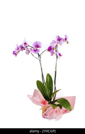 Eine Orchideenpflanze mit rosafarbenen Blüten in einem hübsch mit Cellophanpapier umwickelten Topf auf einem weißen isolierten Hintergrund Stockfoto