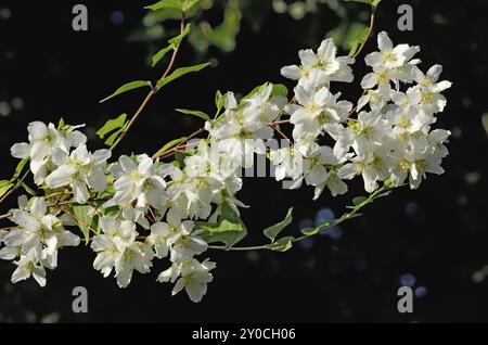 Blumen Mock-Orange (Philadelphus) schließen gegen den blauen Himmel Stockfoto