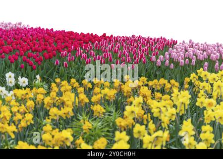 Frühlingskoloful Tulpenzwiebelfeld isoliert auf weißem Hintergrund Stockfoto