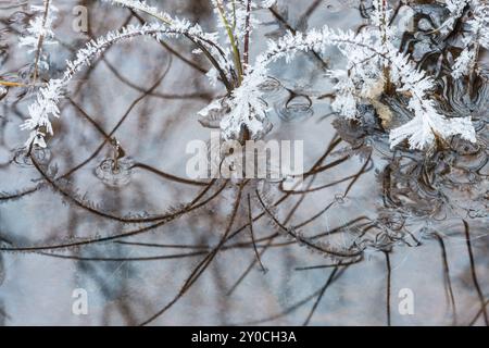 Reimbedeckte Schilfstiele im Wasser, Norrbotten, Lappland, Schweden, Oktober 2014, Europa Stockfoto