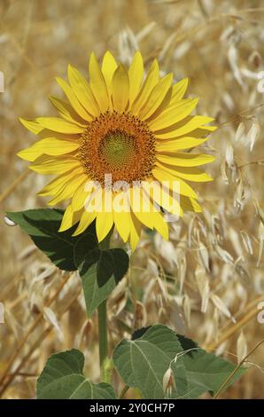 Sonnenblumenfeld 12 Stockfoto