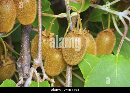 Kiwi am Strauch, viele frische Kiwi-Früchte auf Busch Stockfoto