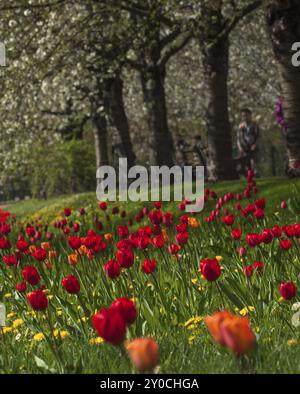 Rote Tulpen vor einer Kirschallee Stockfoto