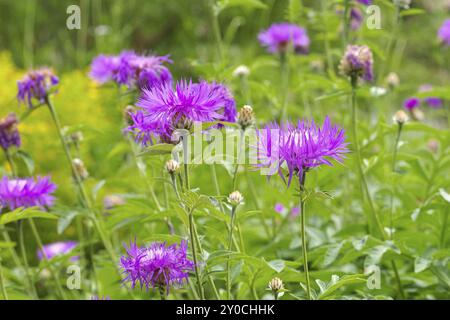 Weißliches Knabbergras oder Centaurea dealbata, mehrjährige Kornblume oder Centaurea dealbata Blüte im Frühlingsgarten Stockfoto