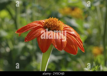 Mexikanische Sonnenblume oder Tithonia rotundifolia, mexikanische Sonnenblume oder Tithonia rotundifolia im Sommer Stockfoto