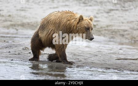 Grizzlybär am Ufer des Douglas River im Katmai National Park in Alaska Stockfoto