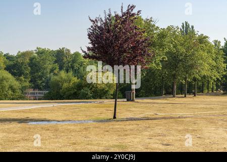 Ein Baum auf einer gerösteten Wiese, gegossen, im Nordsternpark Gelsenkirchen, Nordrhein-Westfalen, Deutschland, Europa Stockfoto