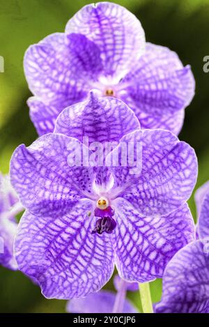 Blühende Orchidee im Garten Stockfoto