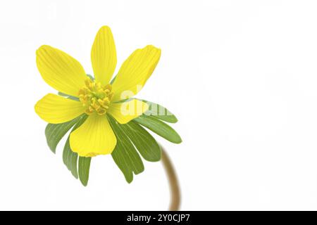 Winterakonit (Eranthis hyemalis), exponiert Stockfoto