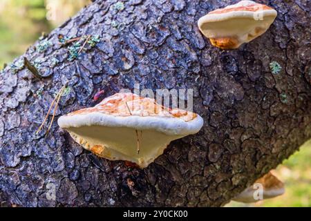 Rote gegurtete Konken mit einer Kiefernnadel auf einem Baumstamm Stockfoto