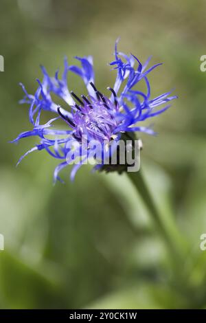 Alpenknappweed (Centaurea montana) Stockfoto