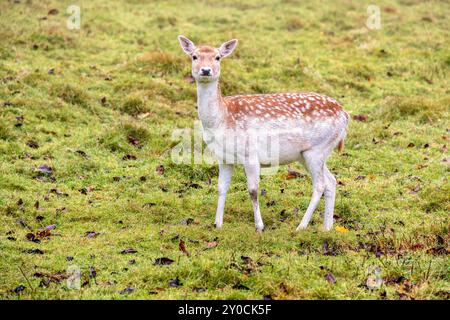 Damhirsche stehen und schauen auf einer Wiese Stockfoto